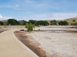 Begini Rasanya Bertemu Komodo di Pulau Rinca