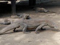 Komodo di pulau ini tubuhnya lebih kecil dan gerakannya lebih gesit dibandingkan di Pulau Komodo. Kemungkinan bertemu sang naga memang lebih banyak di sini (Kurnia/detikTravel)