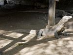 Begini Rasanya Bertemu Komodo di Pulau Rinca