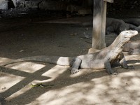 Siang hari, komodo-komodo yang langka ini banyak yang beristirahat setelah berburu di pagi hari. Saat bertemu hewan itu sebaiknya tenang saja, jangan memicu keributan agar mereka tak menjadi agresif (Kurnia/detikTravel)