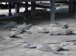Begini Rasanya Bertemu Komodo di Pulau Rinca