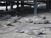 Ada sebuah rumah panggung yang berfungsi sebagai dapur. Nah, pada waktu tertentu biasanya banyak komodo yang berkumpul di halaman rumah itu (Kurnia/detikTravel)