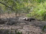 Begini Rasanya Bertemu Komodo di Pulau Rinca