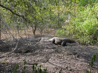 Masuk ke dalam hutan, wisatawan akan diajak melihat sarang komodo. Sarang itu berbentuk lubang-lubang di tanah yang digunakan untuk mengerami telur (Kurnia/detikTravel)