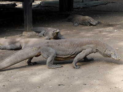 Begini Rasanya Bertemu Komodo di Pulau Rinca