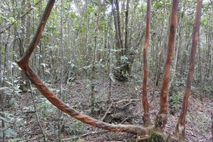 Hutan Unik di Pelawan Punya Madu dan Jamur Berharga Jutaan Rupiah