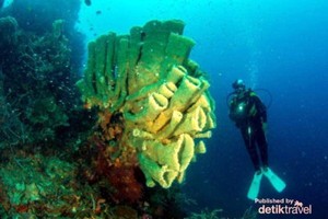 Pesona Alam Bawah Laut Morotai, Cantiknya Tiada Dua!