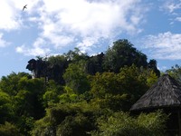 Gua Batu Cermin ada di balik pepohonan itu. Gua ini termasuk objek wisata yang banyak dikunjungi turis di sekitar Labuan Bajo (Kurnia/detikTravel)
