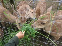 Bertemu Rusa Lucu Di Taman Hutan Raya Bandung