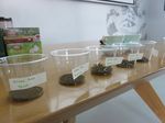 Mengenal Ragam dan Keunikan Teh Indonesia di Indonesia Tea Class