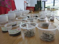 Ratna Somantri juga menjelaskan mengenai teh oolong dan teh putih (white tea) yang berasal dari Indonesia dan peserta dapat mencicipnya.