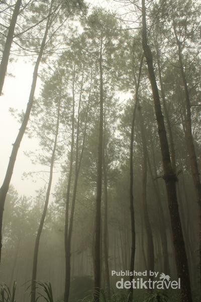 Gambar Menyibak Kabut Hutan Pinus Kragilan Hits Sosmed