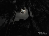 Bulan tertutup pepohonan Bulan tertutup pepohonan