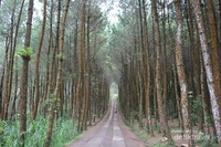 Hutan Pinus Kragilan Hutan Pinus Kragilan