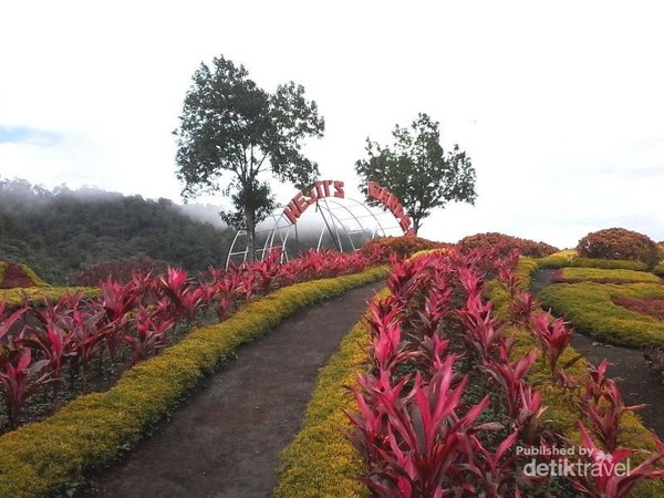 Ini Nih Taman Bunga yang Lagi Hits di Jambi