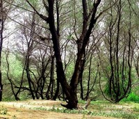 Pohon cemara di sekitar pantai Pohon cemara di sekitar pantai