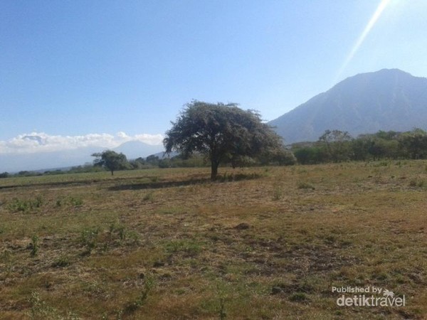 Taman Nasional Baluran Afrika Dari Jawa Timur