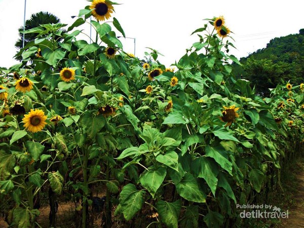 Seperti di Luar Negeri, Kebun Bunga Matahari di Kediri