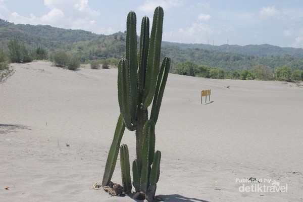 Ada Gurun Sahara Di Yogyakarta