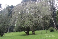 Pohon sakura tertua di Kebun Raya Cibodas Pohon sakura tertua di Kebun Raya Cibodas