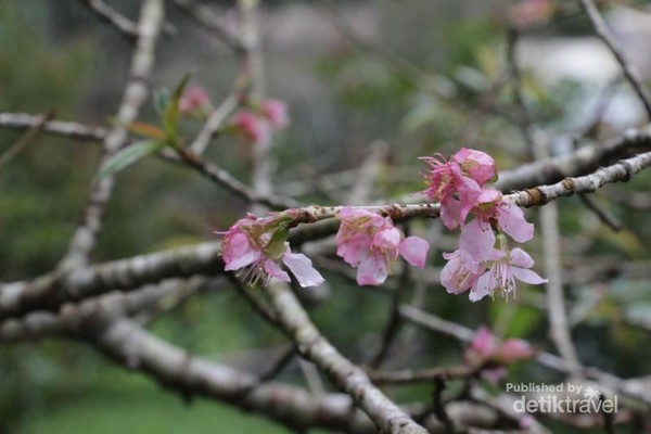 Jepang Bukan Ini Sakura  di  Kebun Raya Cibodas 