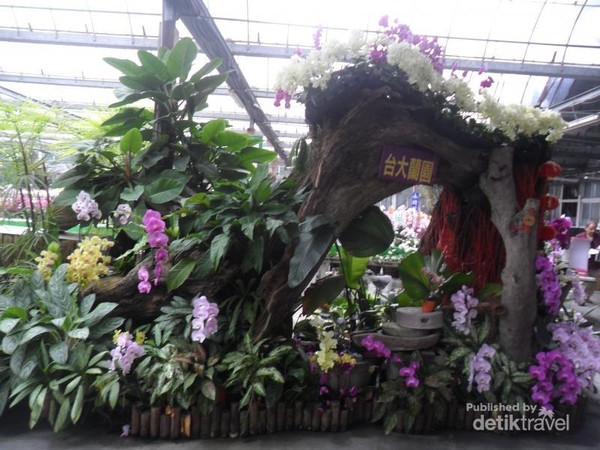 Terpesona Keindahan Anggrek Di Taida Horticulture Taiwan