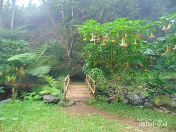 Ada Curug Secantik Ini Di Sekitar Perkebunan Teh Subang