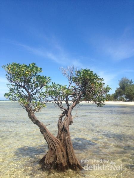 Cuma Ada di Sumba Pohon Menari