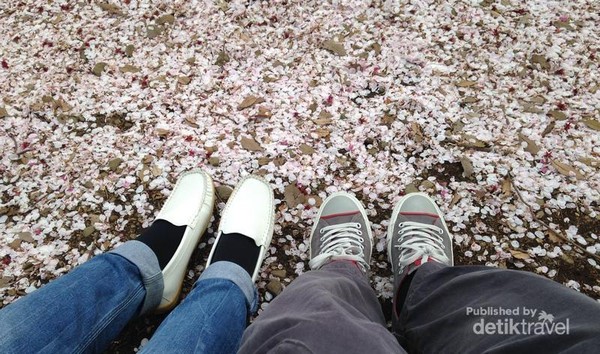  Gambar  Bunga  Sakura Jatuh Bergerak  GAMBAR  BUNGA 
