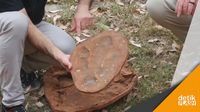 Penemuan Jejak Kaki Dinosaurus Terbesar di Dunia