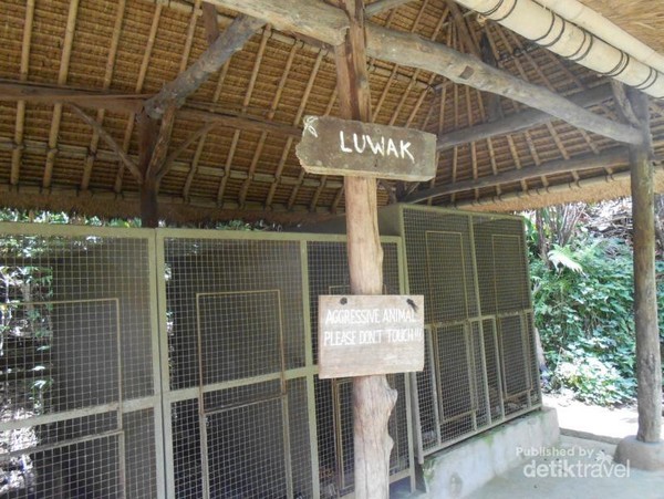 Ini Tempat Minum Kopi yang Instagenic Ubud Bali