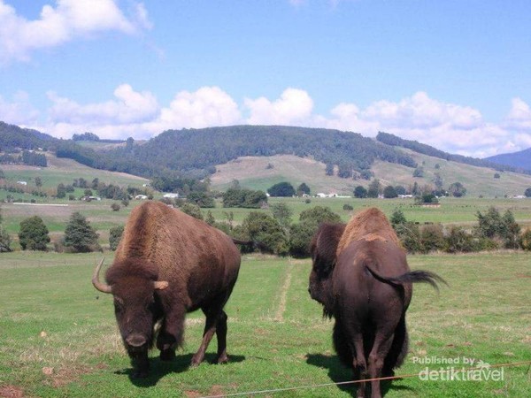 Bertemu Hewan Hewan Khas Australia Yang Menggemaskan