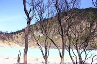 tumbuhan ala ketinggian, dengan background birunya kawah Putih tumbuhan ala ketinggian, dengan background birunya kawah Putih