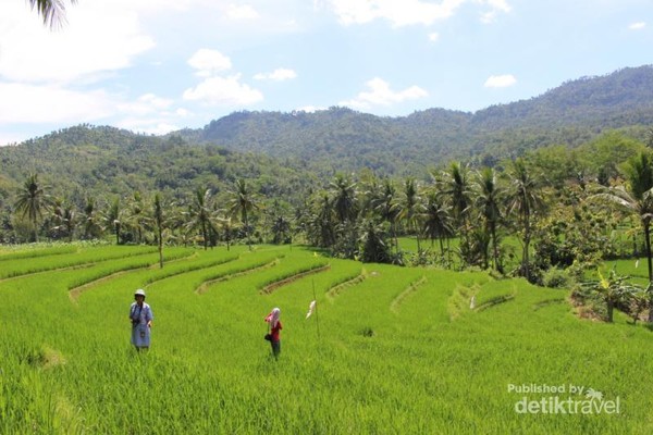 Bukan Bali Ini Teras Sawah di Trenggalek