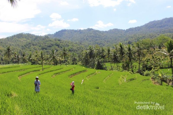 Bukan Bali Ini Teras Sawah di Trenggalek Bukan Bali Ini Teras Sawah di Trenggalek