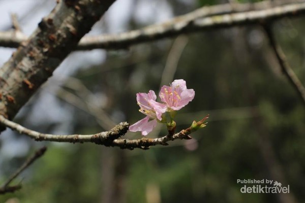 Saat Bunga Sakura Bermekaran di Cibodas