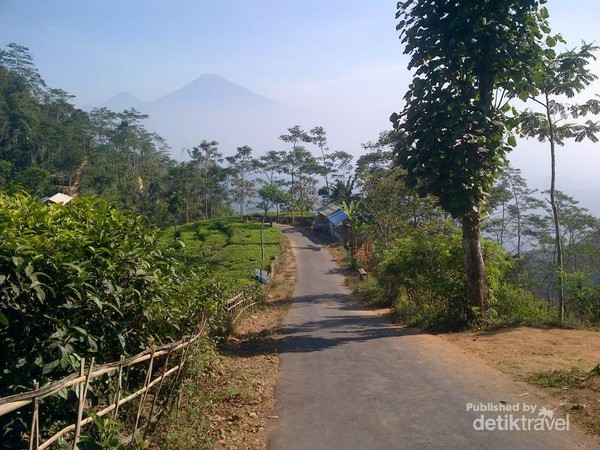 Yogyakarta Punya Kebun Teh yang Cantik Juga