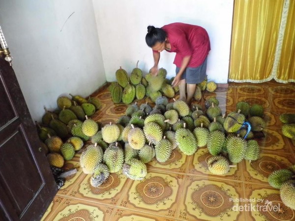 Unduh 42 Gambar Durian Banyak Keren 