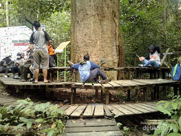  Taman  Nasional Kutai Lokasi Harta Tak Ternilai Kalimantan