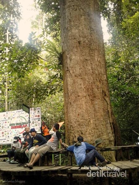  Taman  Nasional Kutai Lokasi Harta Tak Ternilai Kalimantan