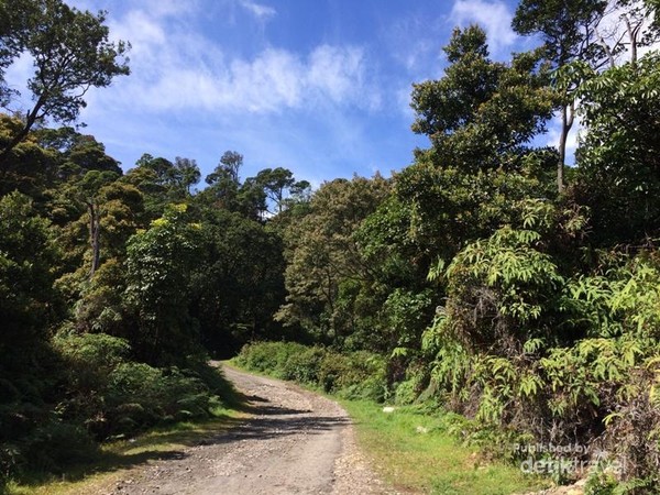 Coba Yuk Mendaki Gunung Patuha Di Bandung