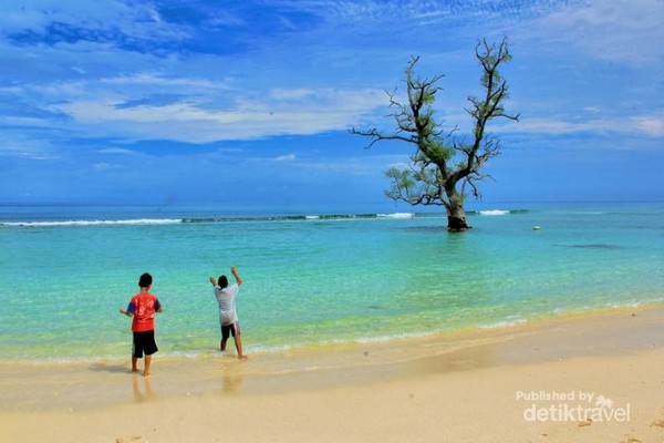 Ada Pohon Tumbuh Di Laut Aceh