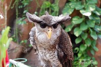 Raja burung hantu Raja burung hantu