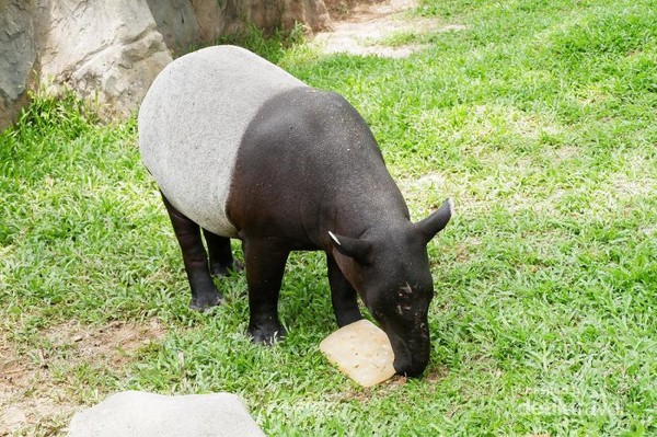 41++ Makanan hewan tapir new