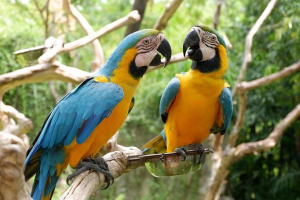 Selfie Bareng Kakatua Di Utara Jakarta Ini Tempatnya