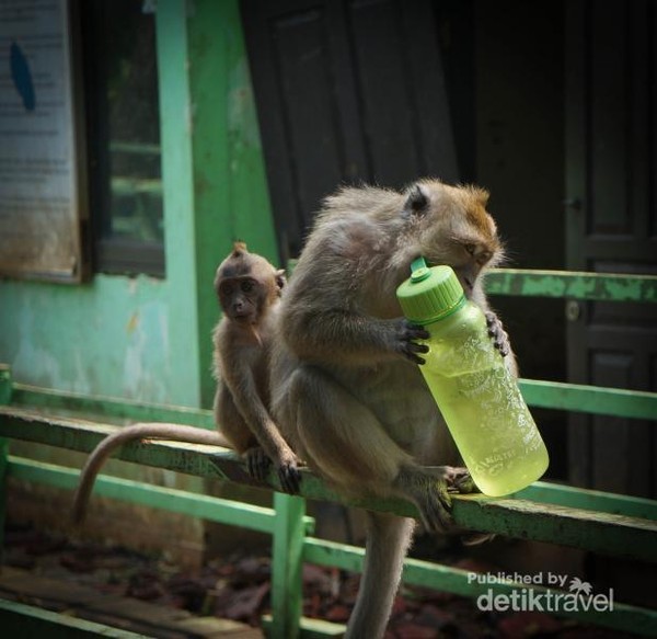 Saat cuaca panas, bukan cuma turis yang kehausan. Monyet di Suaka Margasatwa Muara Angke juga ingin melepaskan dahaga. Saat cuaca panas, bukan cuma turis yang kehausan. Monyet di Suaka Margasatwa Muara Angke juga ingin melepaskan dahaga.