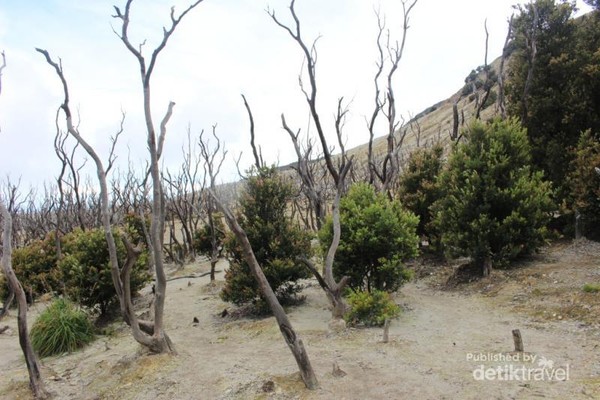 Eksotisme Hutan Mati  di  Garut 