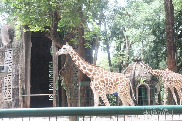 Jadi Segede Ini Rumah Dari Hewan Jerapah