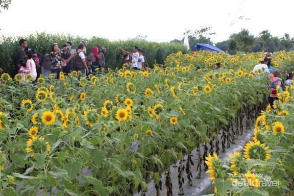 Yang Baru di Magelang Kebun Bunga Matahari yang Instagramable