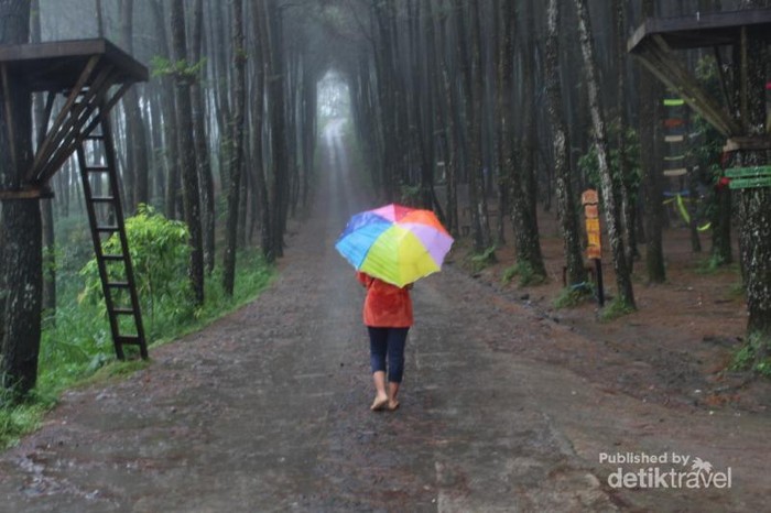 Jalan yang diapit oleh hutan pinus menciptakan pemandangan yang indah , terlebih saat hujan turun suasananya semakin mempesona.